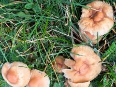 (Fairy Ring Marasmius) upperside