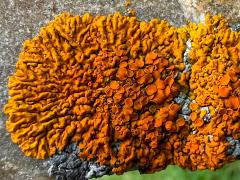 (Elegant Sunburst Lichen) on trunk