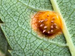 (Rowan Crown) underside aecia on European Mountain Ash