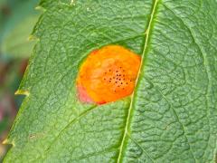 (Rowan Crown) upperside spot on European Mountain Ash