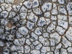 (Mountain Lichen) on rocks