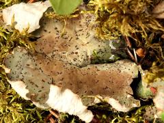 (Peltigera Pelt Lichen) cephalodia
