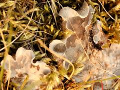 (Peltigera Pelt Lichen) topside