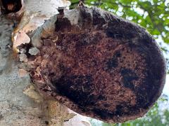 (Birch Polypore) underside on Alaska Paper Birch