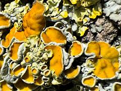 (Common Sunburst Lichen) on Black Poplar