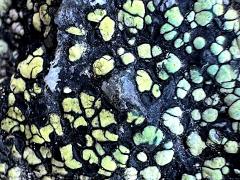 (Rhizocarpon Map Lichen) on rocks