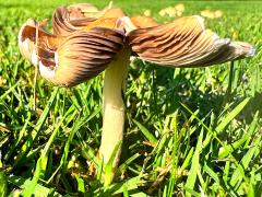 (Pale Brittlestem) lateral