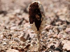 (Inyo Shaggymane) gleba