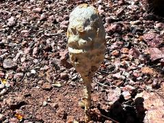 (Inyo Shaggymane) lateral