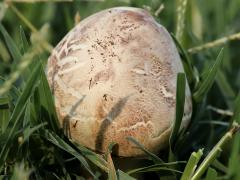 (Green-spored Parasol) topside