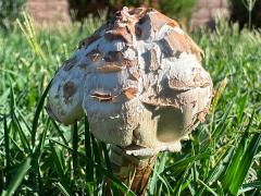 (Green-spored Parasol) upperside