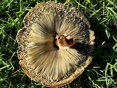 (Green-spored Parasol) underside