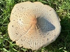 (Green-spored Parasol) upperside