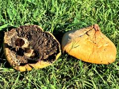 (Green-spored Parasol) underside