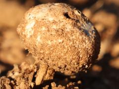 (Battarreaceae Stiltball) lateral