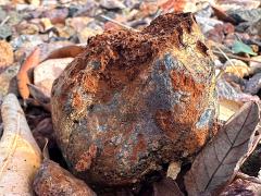 (Pisolithus Dyeball) profile