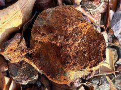 (Pisolithus Dyeball) topside