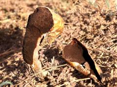 (Desert Shaggymane) gleba