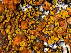 (Yellow Cobblestone Lichen) on rocks