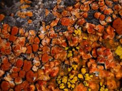 (Rock Jewel Lichen) on rocks