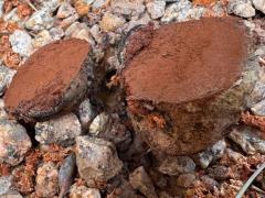 (Pisolithus Dyeball) gleba