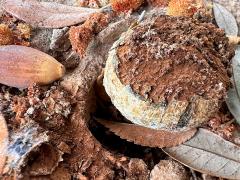 (Pisolithus Dyeball) topside