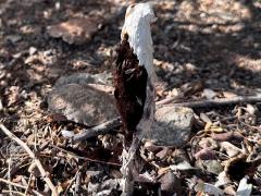 (Inyo Shaggymane) gleba