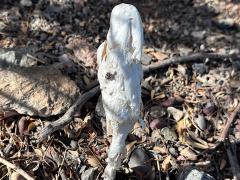 (Inyo Shaggymane) lateral