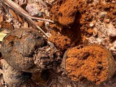 (Arhizus Dyeball) gleba