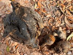 (Arhizus Dyeball) topside