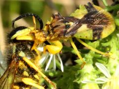 (Jagged Ambush Bug) eating Eastern Yellowjacket