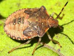 (Euschistus Stink Bug) nymph