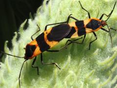(Large Milkweed Bug) mating dorsal
