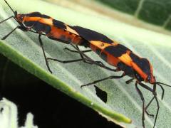(Large Milkweed Bug) mating lateral