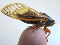 (Dwarf Periodical Cicada) lateral