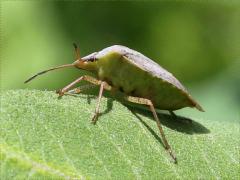(Euschistus Stink Bug) lateral