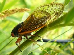 (Tall Coreopsis) Dwarf Periodical Cicada on Tall Coreopsis