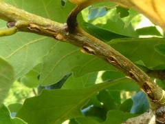 (Dwarf Periodical Cicada) egg slits on Bur Oak