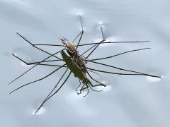 (Lake Pondskater) mating front