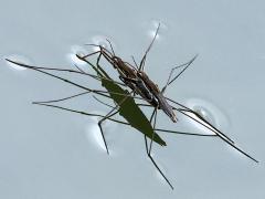 (Lake Pondskater) mating profile
