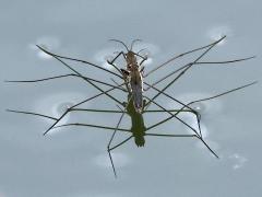 (Lake Pondskater) mating rear