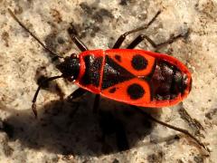 (European Firebug) back