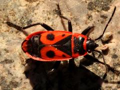 (European Firebug) dorsal