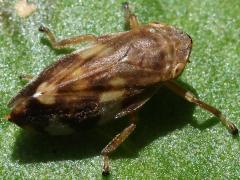 (Meadow Spittlebug) dorsal