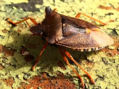 (Forest Bug) profile