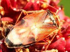 (Agnocoris Plant Bug) dorsal