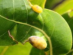 (Red Bay Psyllid) upperside gall on Redbay
