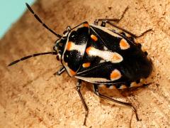 (Bagrada Bug) dorsal