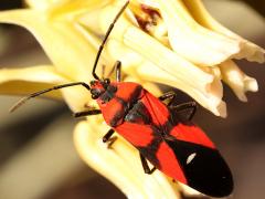 (Blood-colored Milkweed Bug) dorsal on Rush Milkweed
