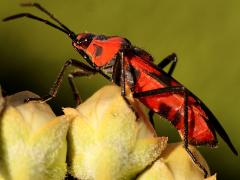(Blood-colored Milkweed Bug) profile on Rush Milkweed